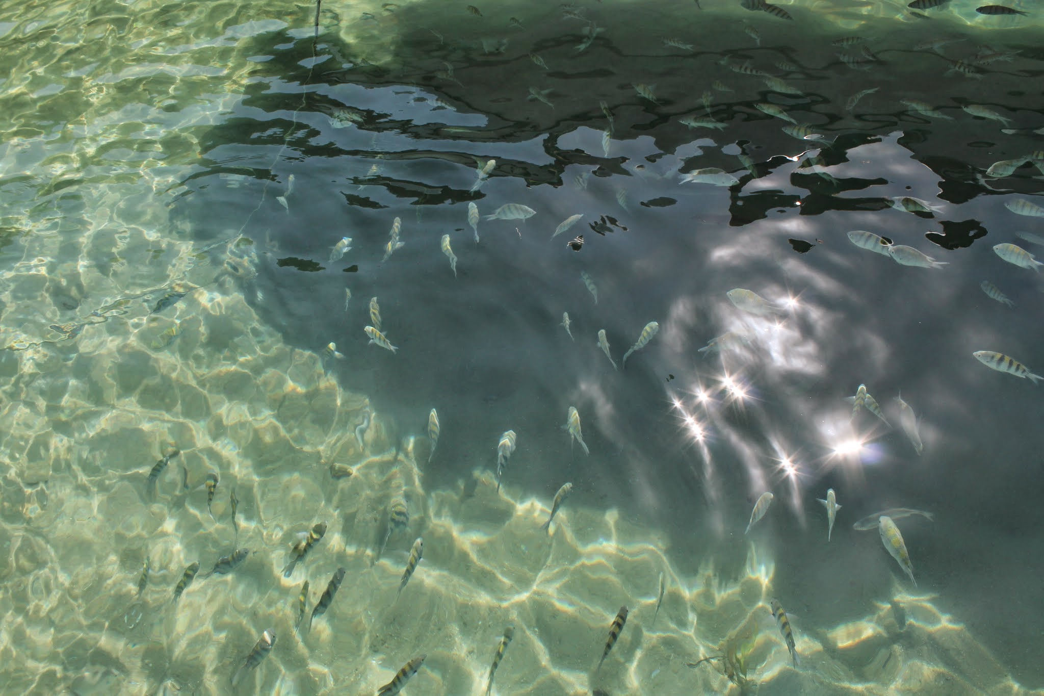 Peixes ilha grande